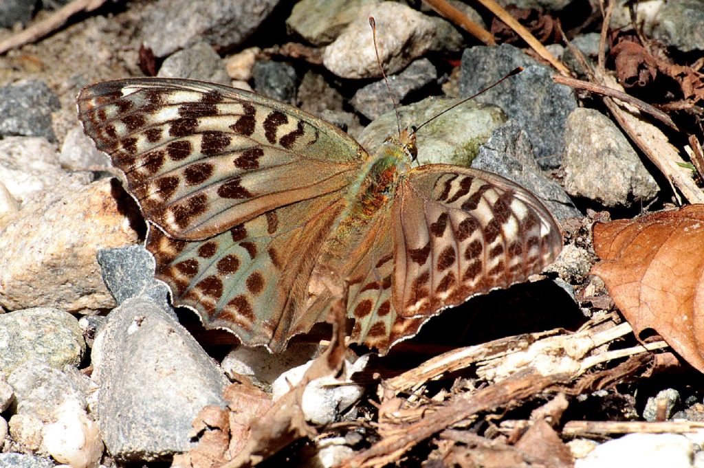 Argynnis pandora?